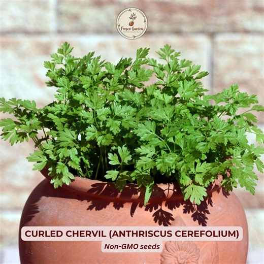 Heirloom Curled Chervil Seeds – French Parsley Herb Garden Plant (non-gmo) - Easy Grow - Etsy