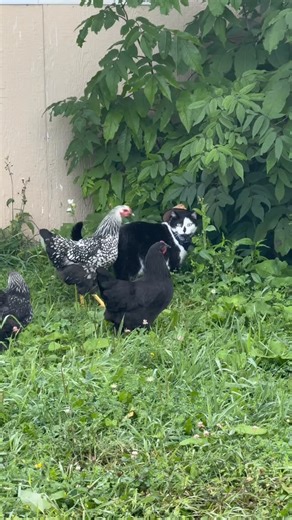 Jack Spicer on Instagram: "Meowdy purrtners. Jack Spicer with his chicken crew and some field hops before heading back 🧐 extended cut 🧐 If you’re a fan of Jack Spicer’s kitty cat cowboy content please consider subscribing or joining his Patreon linked in bio 😊 everything helps ❤️ #cat #cats #catlover #catsofinstagram #catlovers #cats_of_instagram #kittycat #tuxedocat #kitty #catlife"