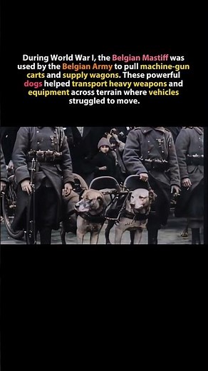 The War Dogs That Pulled Machine Guns in WWI