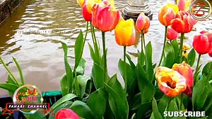 14K views · 1.1K reactions | pahari song 2023 new song latest pahari song hazara song Gojri pahari geet | gojri pahari channel | J K 360 | Facebook