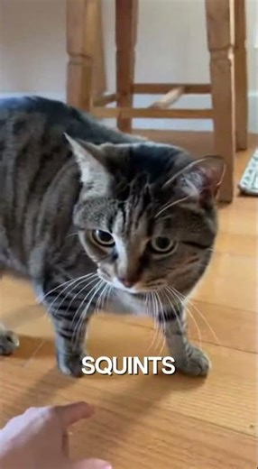 POV: You Give Your Cat a Ride in a Cardboard Box