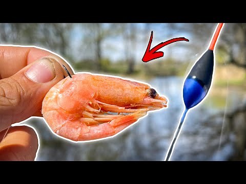 Float Fishing GIANT PERCH With Shrimp | Team Galant
