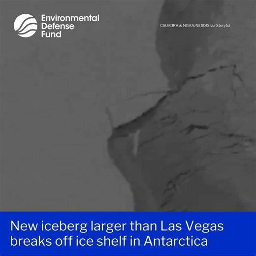 👀 A new iceberg, named A-83, broke off from the Brunt Ice Shelf in Antarctica over the course of several days in late May. Satellite imagery shows the new iceberg, which is estimated to be bigger than the city of Las Vegas, according to the Cooperative Institute for Research in the Atmosphere, calving from the 150m-thick ice shelf. According to the British Antarctic Survey, the large iceberg broke off after a large crack appeared a few weeks ago. #Iceberg #IcebergA-83 #Antarctica #ClimateChange