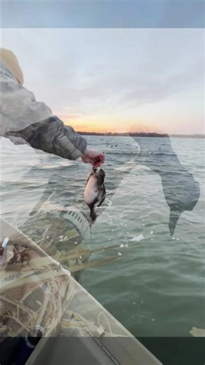 Sunday Morning Bills #duckhunt #bluebill #diverduck #hunting