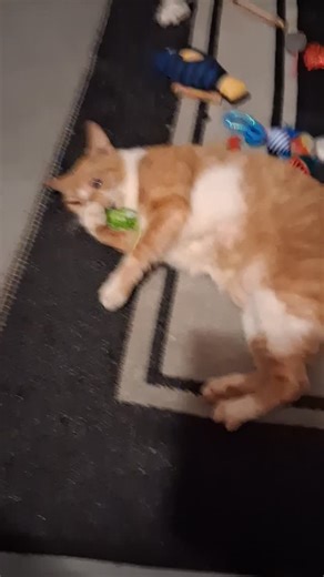 Stephen Riggi | 🌟 Meet Felix, the twelve-year-old rescue kitty who has finally found his forever home with me! 🐾❤️ After a life of uncertainty, he’s now... | Instagram