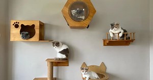 Animal lovers espouse stray welfare, ethical breeding