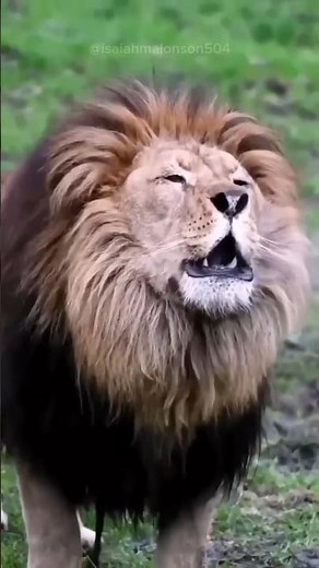 Top 3 Loudest Big Cat Roars 🐅🦁