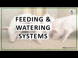 Essential Feeding and Watering Systems for Healthy and Productive Pigs