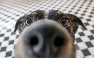 An Embarrassing Truth: Why Do Dogs Sniff Crotches? | Schertz Animal Hospital