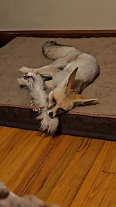 I love these chirping toys! | Fawzi Fox