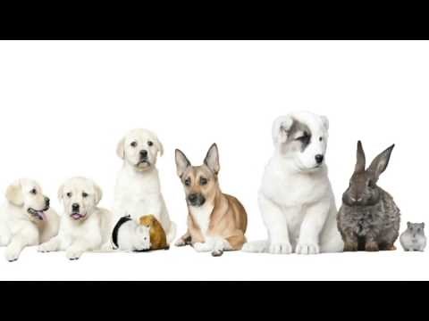 Here Are the Best April Fools’ Day Pranks of 2017