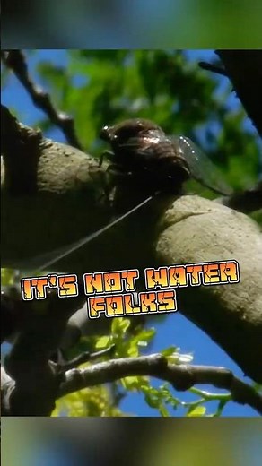Cicada Rain | Nature’s Tiny Pee Storm #animalenigmas