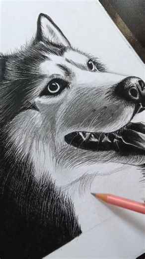 Husky sketch ✍️🥰 #sketch #art #drawing #dog #ytshorts