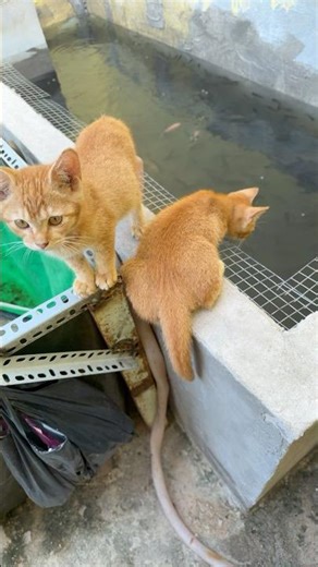 Who says cats can't catch fish? 😄 #cat #fishing #shorts