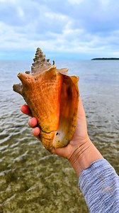 Shelling Florida Keys and taking my time 🐚 #shelling #floridakeys #seashellhunting #shells #beachcomber | The Seashell Mermaid
