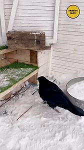 Did you know that crows are some of the smartest creatures? #research #knowledge #explore #education #Ravens | Amazing Facts