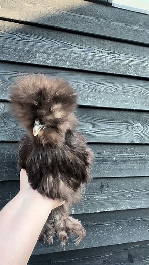 Silkie Chicken Grooming Tips and Tricks