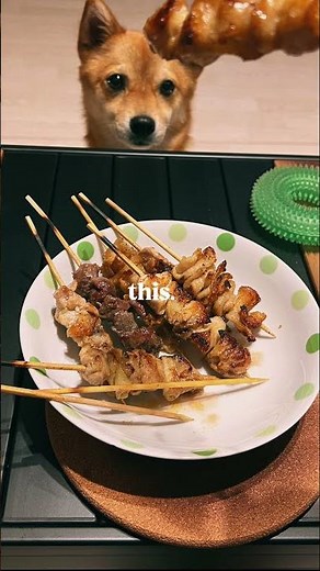 すだちの「好き」が詰まってます🐕全部、優勝。 #すだち #sudachi
