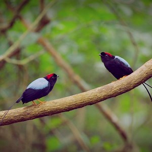 1.7M views · 10K shares | It's a manakin dance-off! | Discovery | Facebook