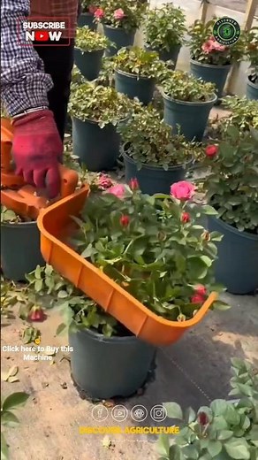 Amazing Harvesting Hedge Trimmer Machine