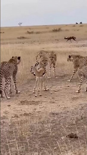 Helpless Gazelle Calf Surrounded—Cheetahs Close In Fast 🐾