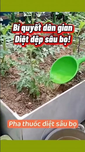 Mẹo Diệt Rệp & Sâu Bọ Tự Nhiên Hiệu Quả Nhanh – Cách Làm Đơn Giản, An Toàn Cho Mọi Loại Cây!