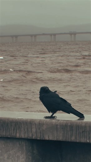A crow enjoying time spent by the Hudson River . In Celtic mythology crows are linked to the goddess of war and fate like the Morrigan. #yonkers#yonkersny#cityofyonkers#hudsonvalley#hudsonvalleyny#hudsonriver#iamgeny#sleepyhollowcountry#explorehudsonvalley#explorewestchestercounty #localhaunts | The Wicked Valley