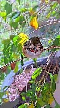 Meet Olive: A Beautiful Allen’s Hummingbird Resting on a Branch #hummingbird #birds #birdlovers