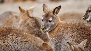 A Review of the New Sigma 500mm f/5.6 DG DN OS Sports Lens