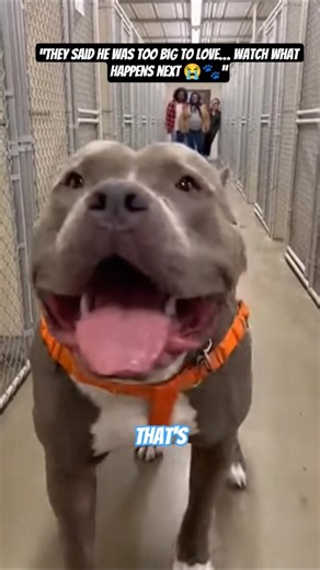 Giant ‘Buffalo-Sized’ Pitbull Finally Gets Adopted 😭🐶 | Emotional Shelter Moment#pitbull #shorts