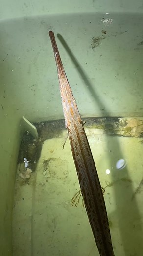 21K views · 172 reactions | What species of Gar is this? #fishon | Midwest Fishing Experience | Facebook