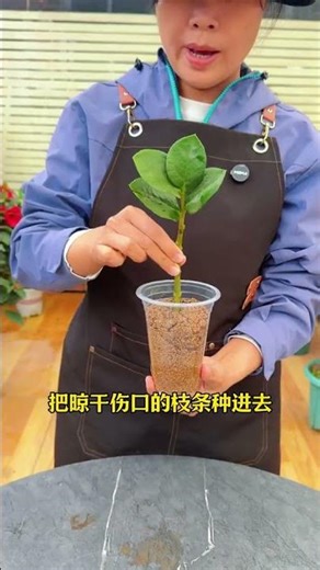 Neighbor's Cuts Money Tree Branch? Learn How to Grow Your Own