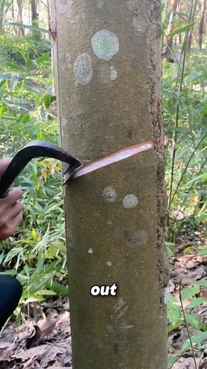 10K views · 55 reactions | Where Does Rubber Come From | Across Asia | Facebook