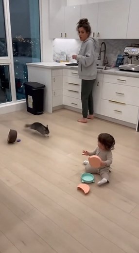 93K views · 191 reactions | Fox surprises baby and bunny! 力 | Squirrel lover | Facebook