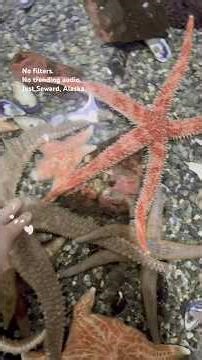 Seward, Alaska Like You’ve Never Seen | Raw Footage, No Filters