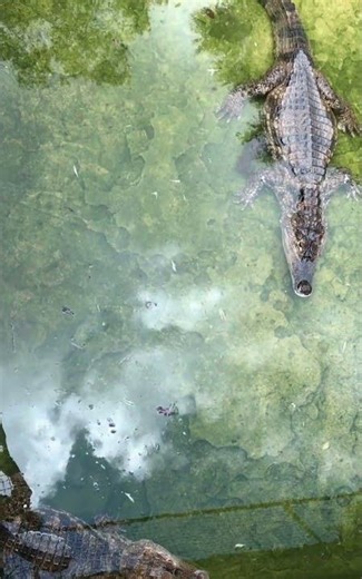 This Crocodile HUNT Will Leave You Speechless 😱 (RARE Predator Behavior in Venezuela)