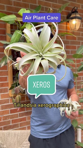Air Plant Care Tips for Xeros and Tillandsia Xerographica