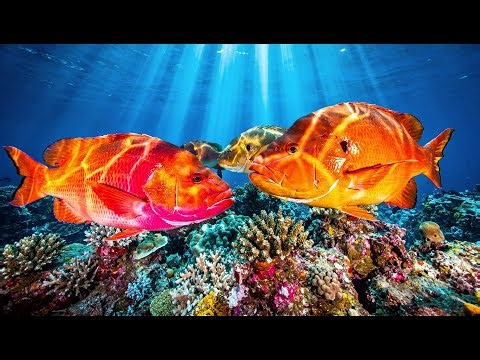 Stunning FULL HD Aquarium Video – Amazing Fish Tanks in Ultra High Definition 🐟NO MUSIC For Sleep