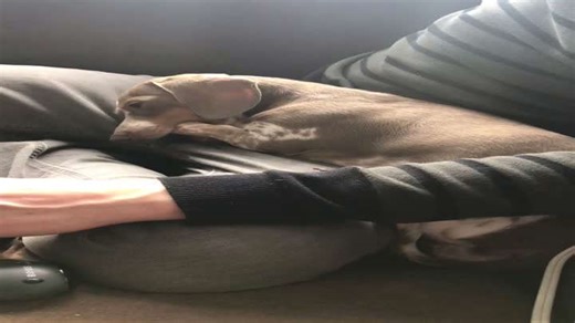 Football Fan Dog Chews Paw During the Game