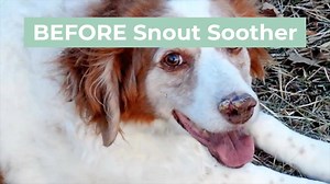  NaturalDog.com | global shipping  #NaturalDogCompany #SnoutSoother . ☑ Organic, all-natural, vegan ☑ 60-Day Satisfaction Guarantee ☑ Vet Recommended ☑ Made in the USA ☑ Handcrafted in small batches ☑ Cruelty-free ☑ Pet Safe | Natural Dog Company | Facebook