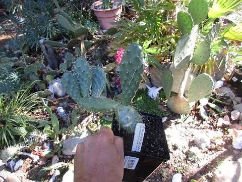 Hardy Cactus for Cold Climates