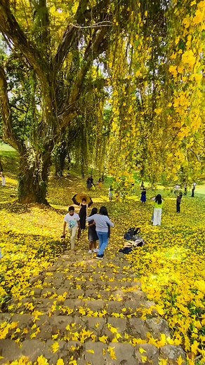 Peradeniya University Blooming Season 2024#pera #tending #fyp #foryou #srilanka #peradeniya #peradeniya_university