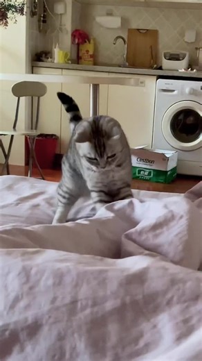 Dance with Your Cat: Fun Moves and Rhythms