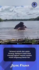 Kapibara (𝘏𝘺𝘥𝘳𝘰𝘤𝘩𝘰𝘦𝘳𝘶𝘴 𝘩𝘺𝘥𝘳𝘰𝘤𝘩𝘢𝘦𝘳𝘪𝘴), spesies hewan pengerat terbesar ini terkenal karena sifatnya yang ramah, sosial, dan selalu tenang. Mereka juga mudah bergaul dengan hewan lain seperti burung, monyet, dan bahkan buaya, sehingga terkadang dijuluki "sahabat semua hewan". Namun, masih banyak orang yang belum mengetahui bahwa Kapibara masih tergolong hewan liar. Kapibara masih bisa menjadi agresif, terutama ketika mereka merasa terancam, ada pengganggu di wilayahnya, ata