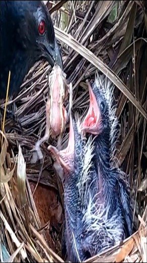 5.1K views · 42 reactions | two baby birds eating Chiken #Amazing_Bird #OMG #Birdeating #Shortsbird | Brid Feed | Facebook