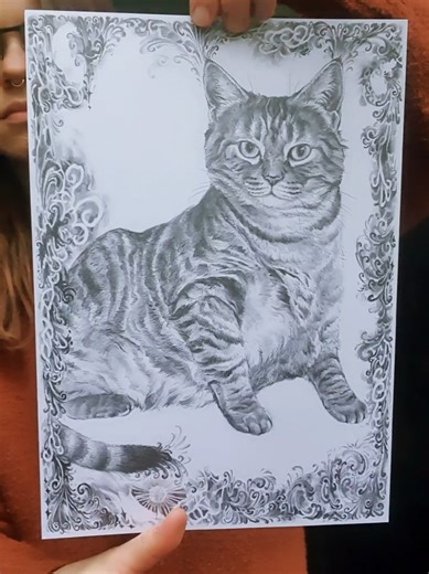 Captivating Pencil Drawings of the Same Cat