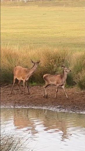 Deer Playing in the Water | Richmond Park Rutting Season | Roaring Red Stag Wildlife 🦌