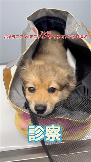 A 3-month-old mixed-breed puppy, dragging its left hind leg and vomiting, came to the animal hosp...