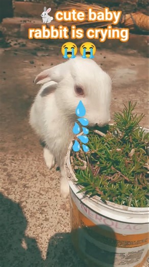 Why cute rabbit is crying 😭😭 #mycuterabbit #shorts @Smillingrabbitworld