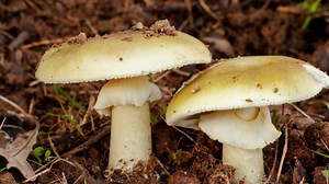 1 killed, more than 20 poisoned by death cap mushrooms in California, officials say